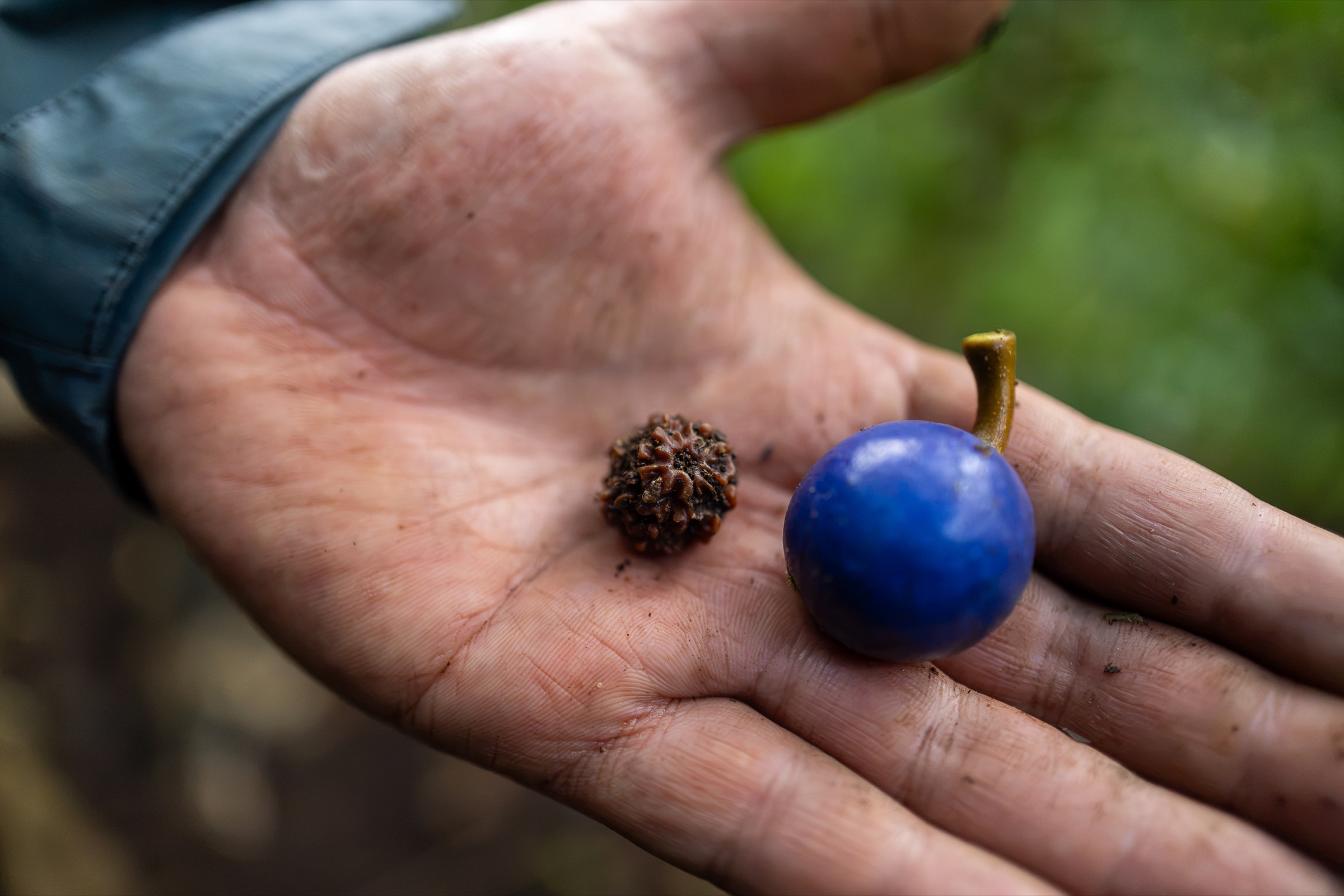 Yuda Abitbol holding foraged wild fruit in a Hawaiian forest