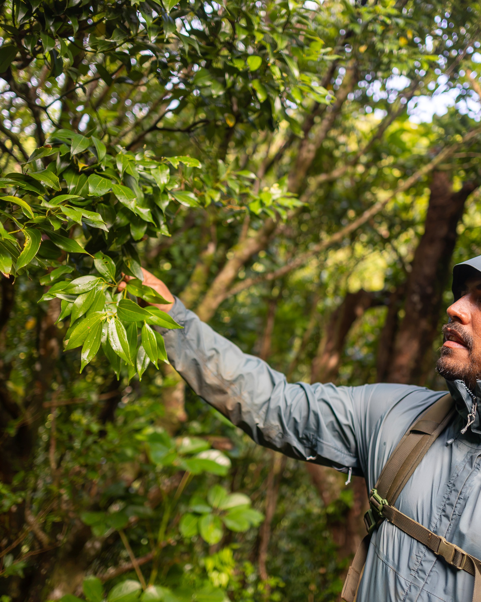 Yuda Abitbol foraging in the Hawaiian rainforest