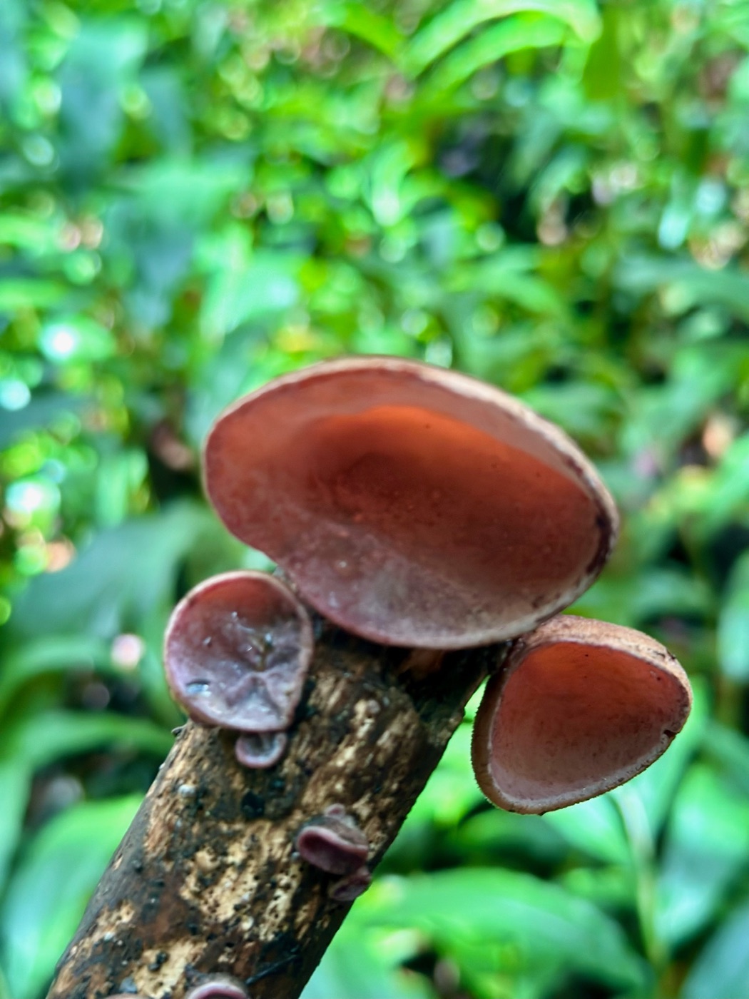 Pepeiao wood ear mushrooms growing on a branch