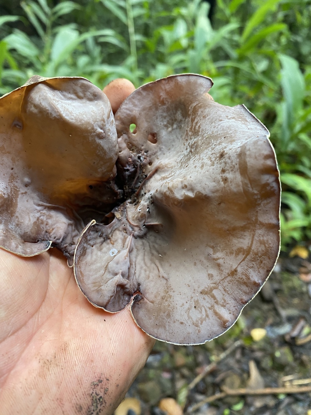 A large pepeiao wood ear mushroom held in hand