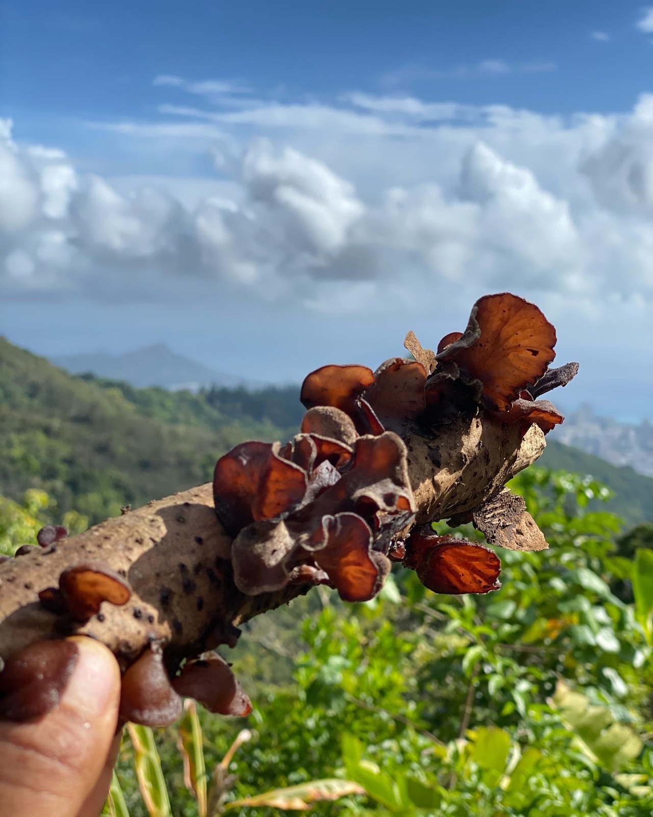 Pepeiao wood ear mushrooms growing on a branch above an Oahu valley
