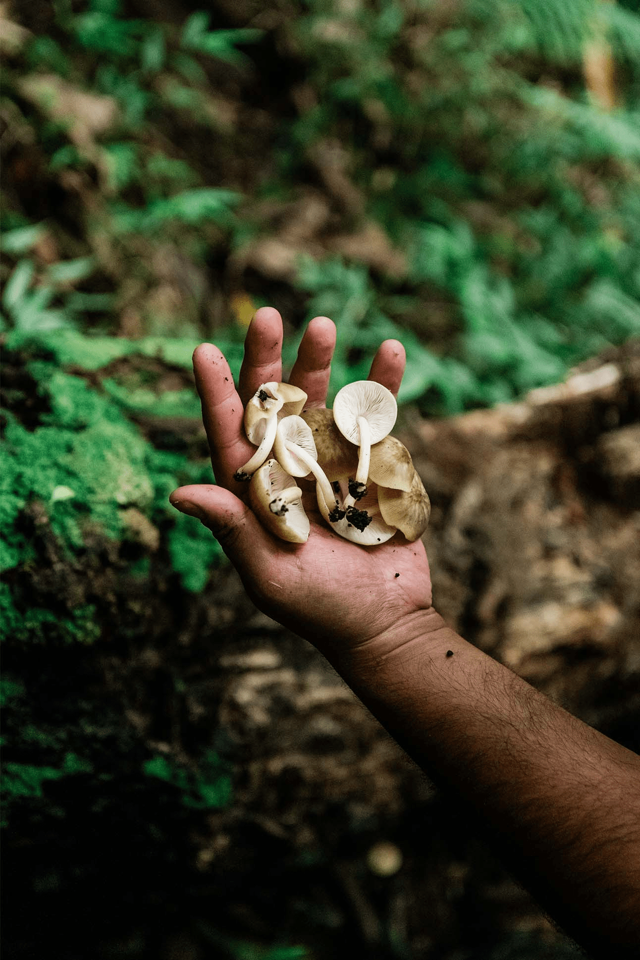 Yuda Abitbol foraging in the Hawaiian rainforest