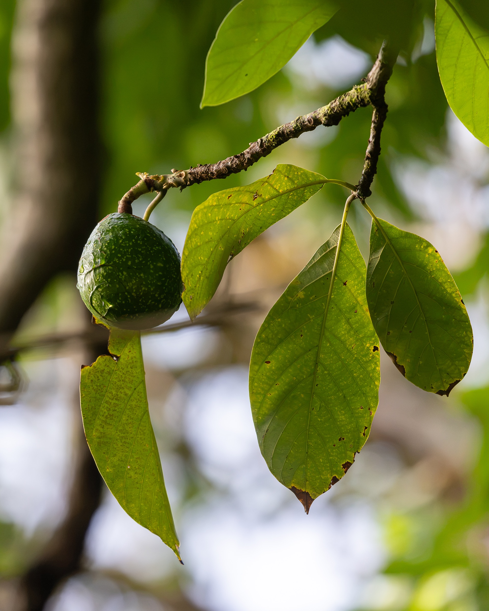 Wild fruit ripening on a branch in the Hawaiian forest