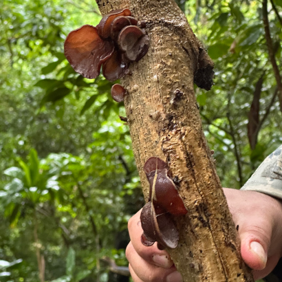 Wild food and mushroom identification class on Kauai Hawaii