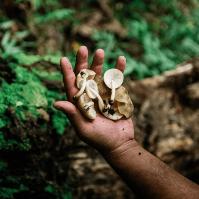Private wild food dinner with Chef Yuda Abitbol