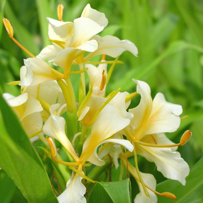 Wild ginger foraging and cooking class Hawaii